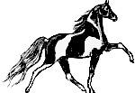 spotbay1 reduced.jpg (4212 bytes)