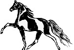 spotbay2.jpg (6547 bytes)